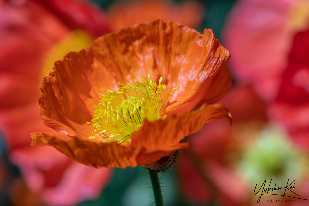 Orange Poppy by yorkshirekiwi