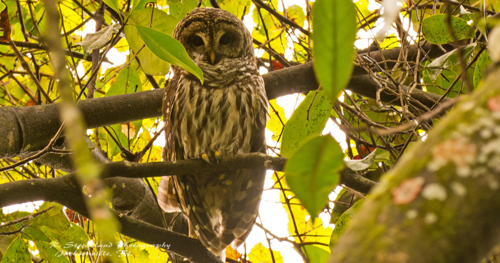 Barred Owl Again! by rickster549