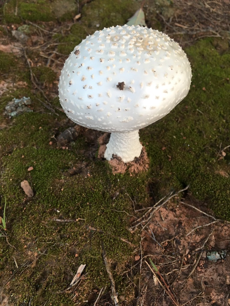giant mushroom  by wiesnerbeth