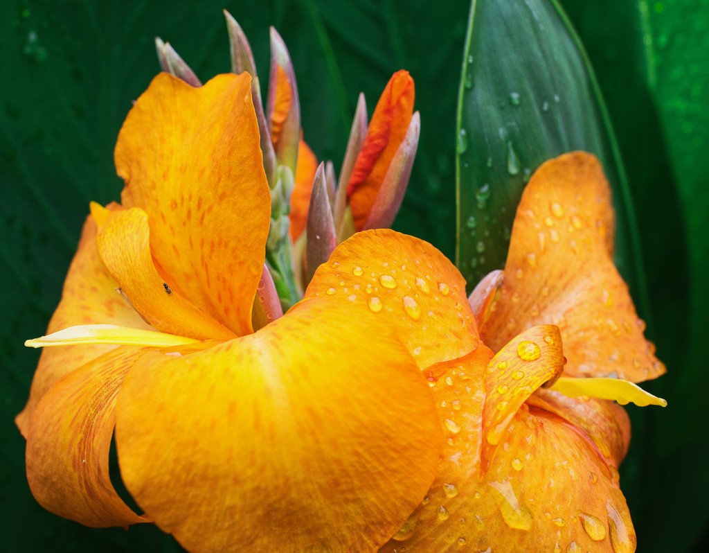 Canna and an ant  by eudora