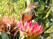 9th Oct 2018 - That nectar was finger licking good!