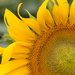 Sunflower by jnorthington