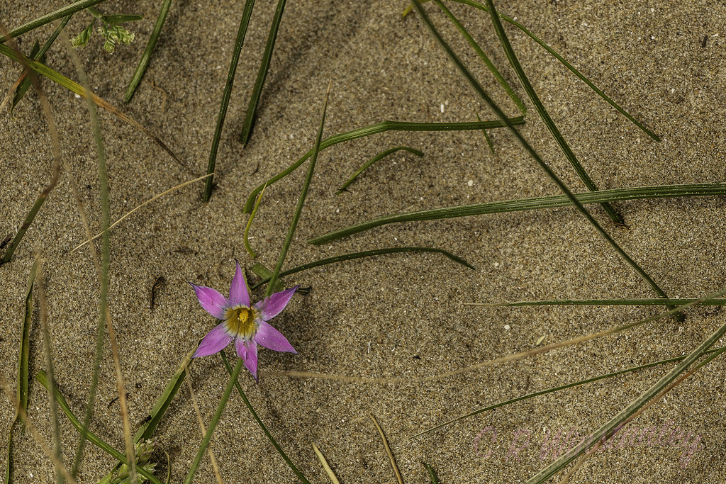Flower in the Sand by kipper1951