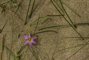 9th Oct 2018 - Flower in the Sand