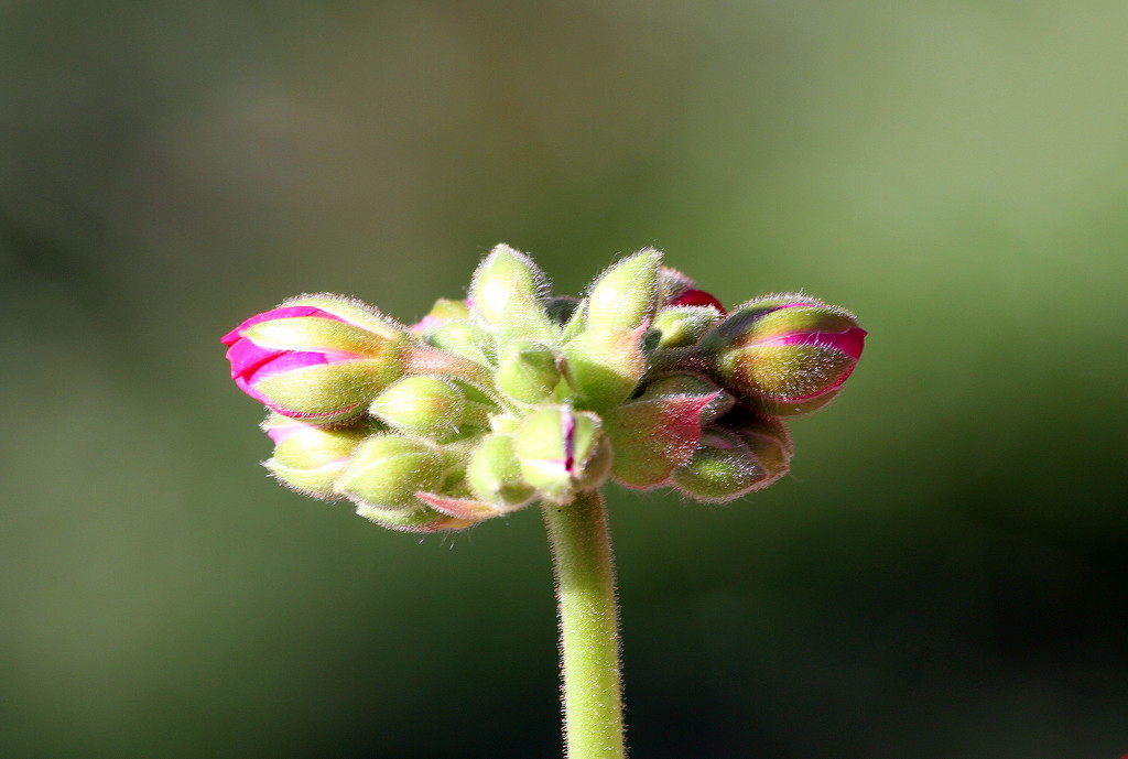 Pelargonium buds by bagpuss