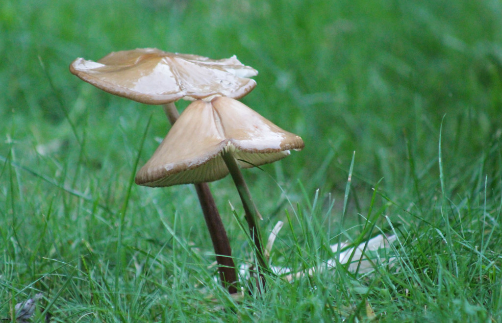 Toadstools in the rain by mittens