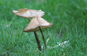 9th Oct 2018 - Toadstools in the rain