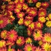 Fall flowers at the supermarket  by kchuk