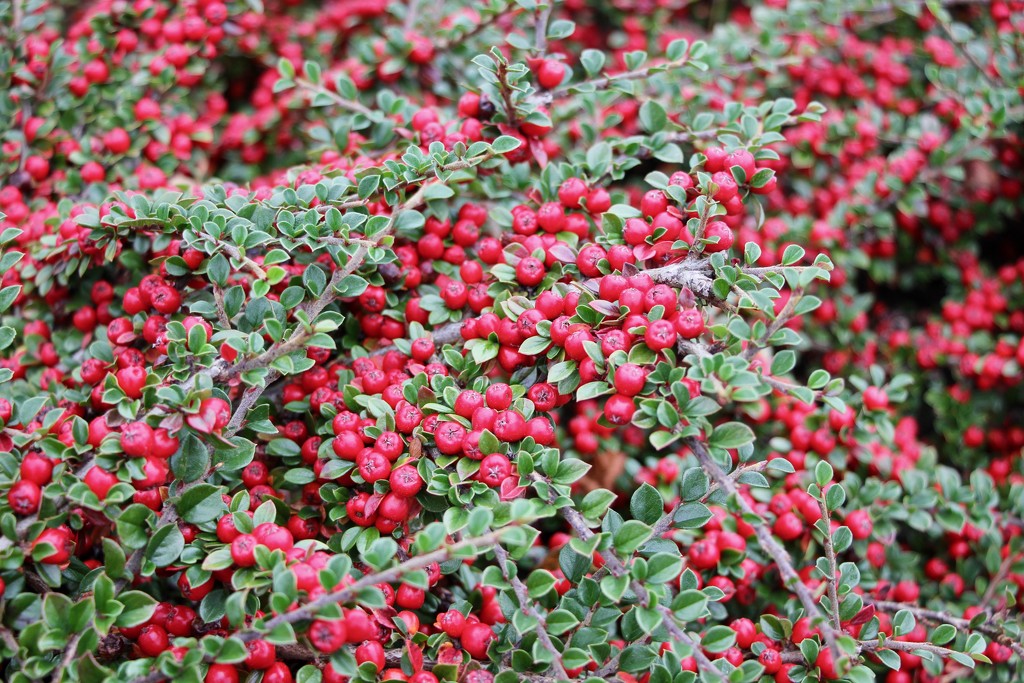A Full Frame of Cotoneaster by jamibann