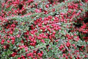 8th Oct 2018 - A Full Frame of Cotoneaster