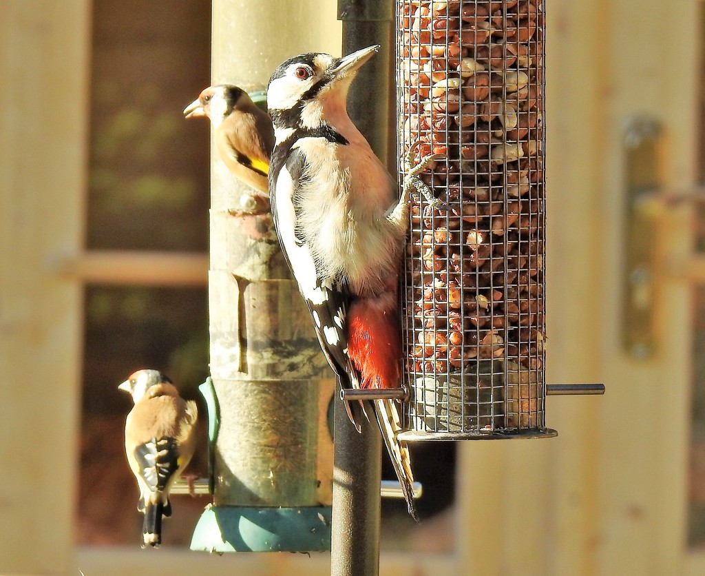 Busy Bird Feeders by susiemc