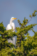 9th Oct 2018 - egret in a tree