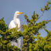 egret in a tree by jernst1779