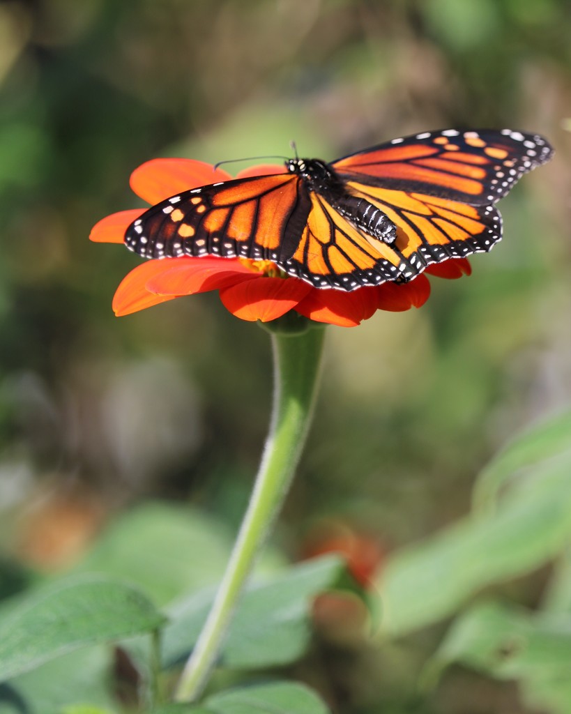 October 9: Monarch  by daisymiller