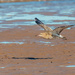 Curlew and shadow by padlock