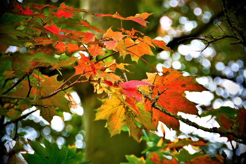 Leaves & Bokeh by carole_sandford