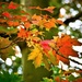 Leaves & Bokeh by carole_sandford