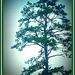 Simplicity of a Pine by vernabeth