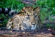 10th Oct 2018 - Leopard Cub