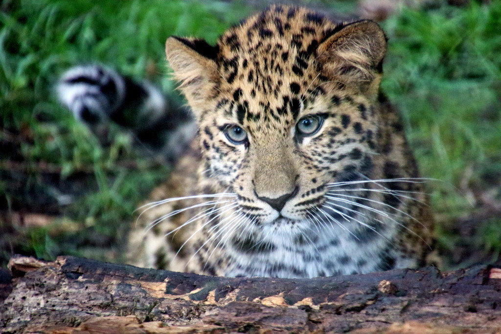 Up Close Leopard Cub by randy23
