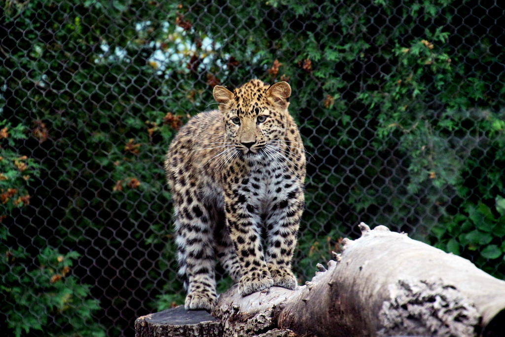 Leopard Cub On A Tree by randy23