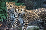5th Oct 2018 - Leopard Cubs