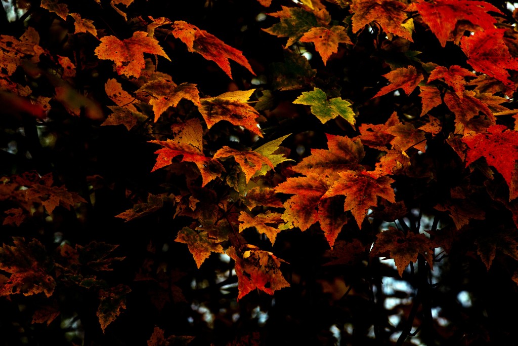 Autumn Colours by farmreporter