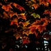 Autumn Colours by farmreporter