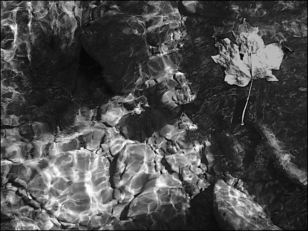 A Leaf in the Stream by olivetreeann