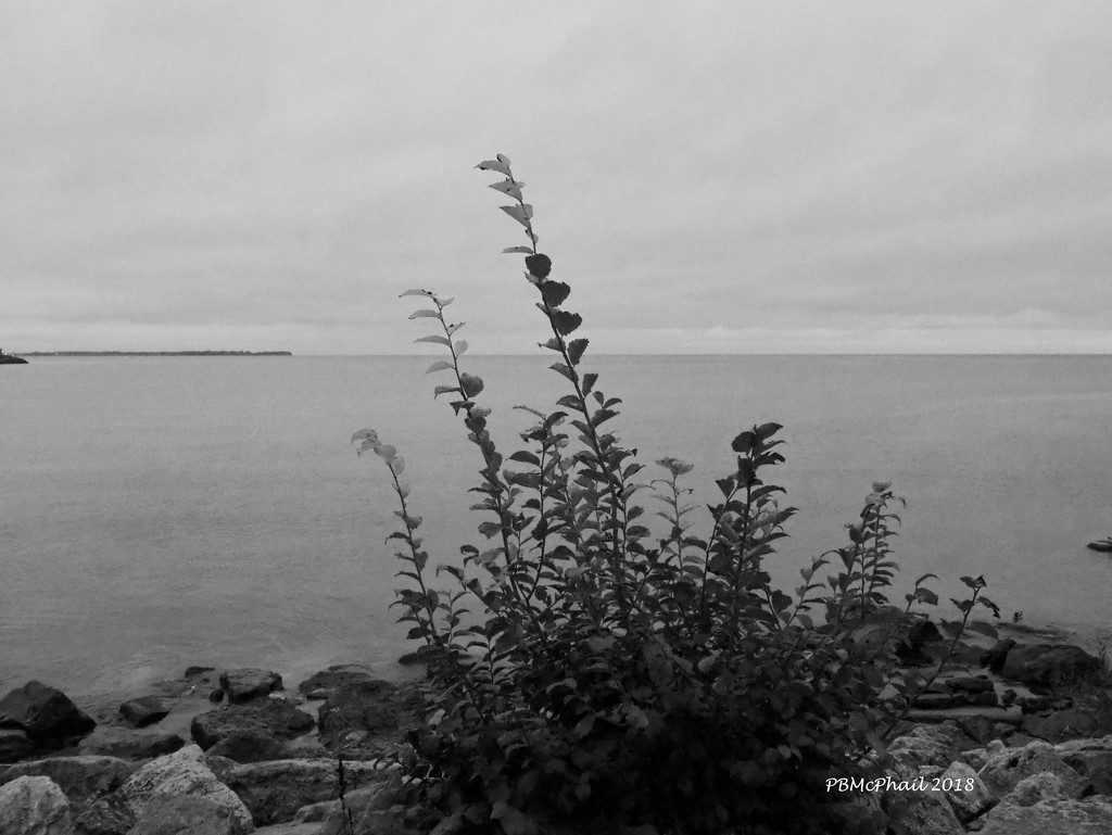 Cloudy Morning in B&W by selkie