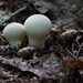 LHG_2548 Mushrooms by rontu
