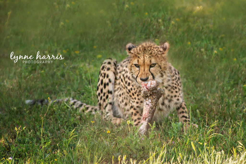 Baby Cheetah by lynne5477