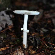 8th Oct 2018 - Day 281 :  Lovely White Mushroom 