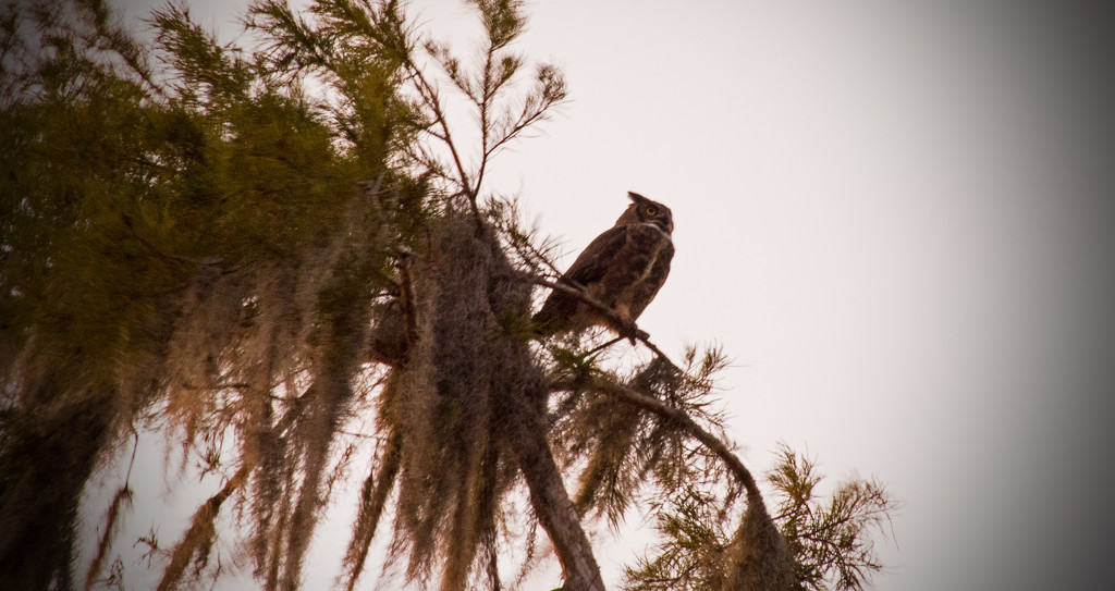 Great Horned Owl on the Lookout! by rickster549