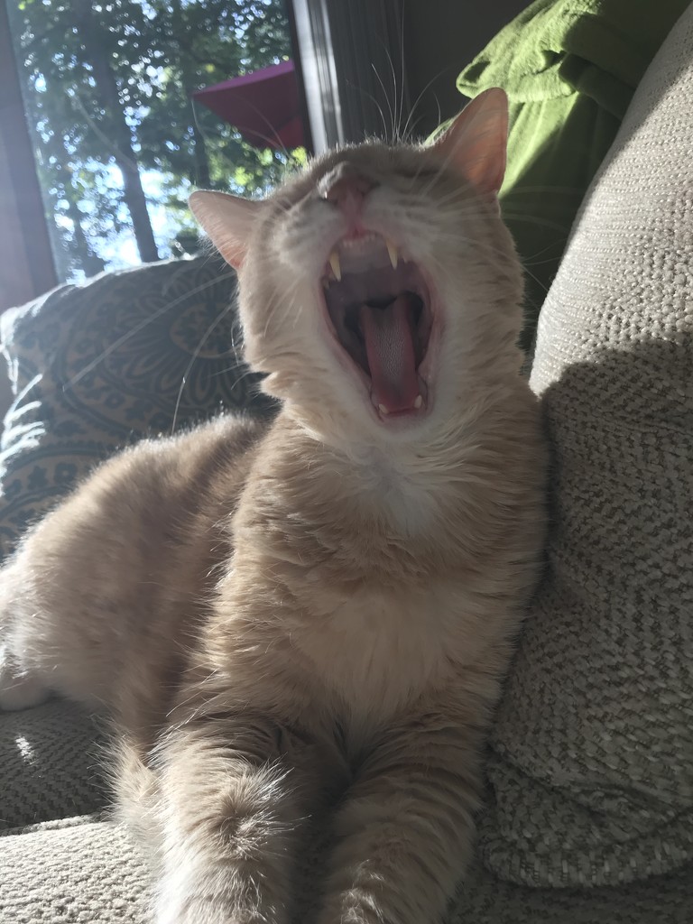 Yawn by kdrinkie