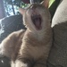 Yawn by kdrinkie
