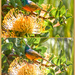 Orange breasted Sunbird  by ludwigsdiana