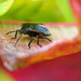 Fall Beetle by teriyakih