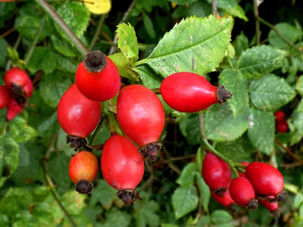 Another good year for rosehips... by julienne1