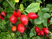 3rd Oct 2018 - Another good year for rosehips...