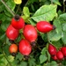Another good year for rosehips... by julienne1