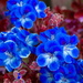 Blue Flowers by kgolab