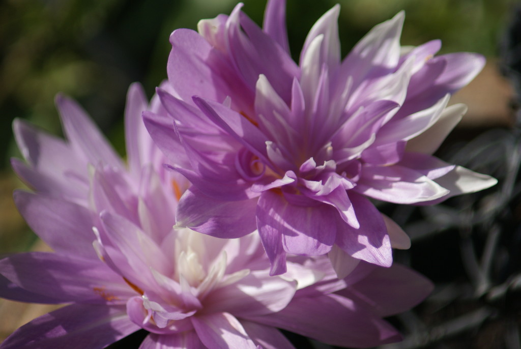 Colchicum - 'Water Lily' by 365projectmaxine