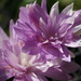 Colchicum - 'Water Lily' by 365projectmaxine