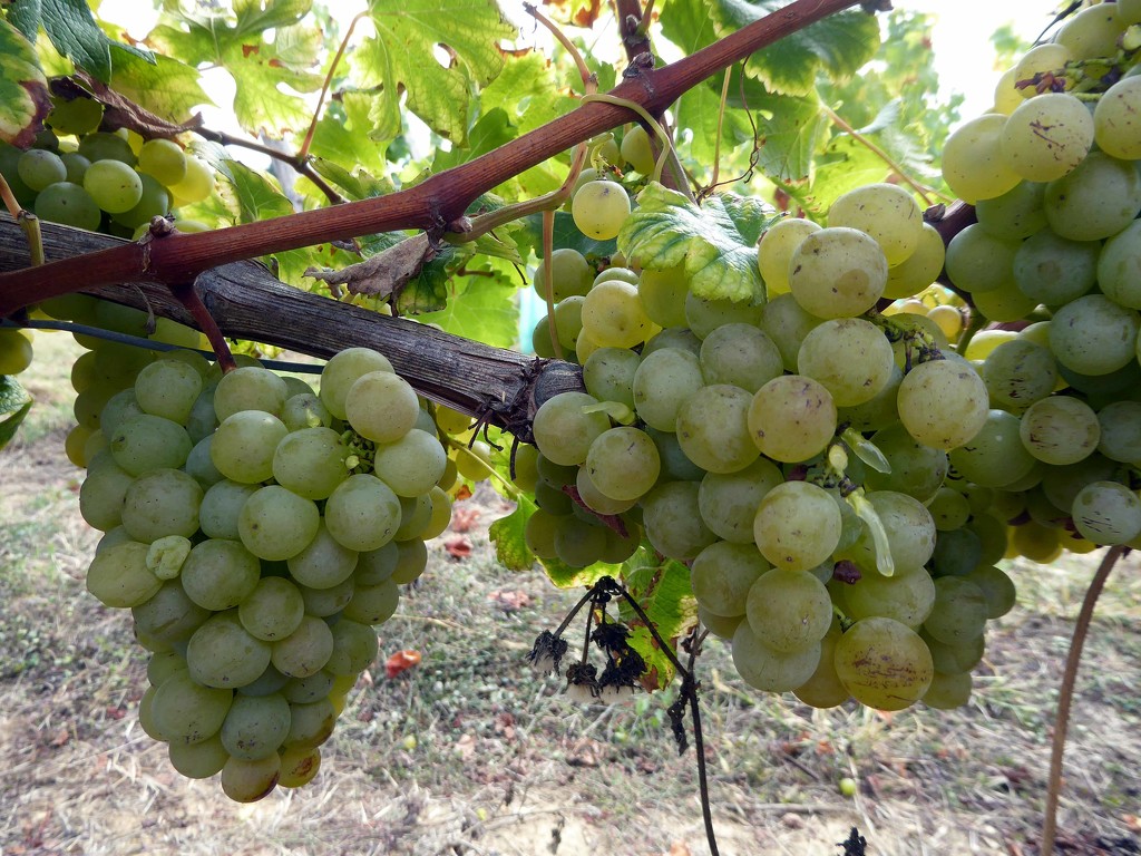 Wine Grapes by cmp