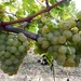 Wine Grapes by cmp