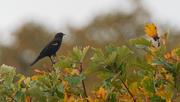 10th Oct 2018 - Red-winged Blackbird looking at autumn
