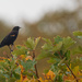 Red-winged Blackbird looking at autumn by rminer