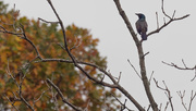 10th Oct 2018 - grackle looking on