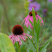 coneflowers by rminer